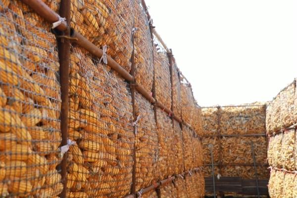 玉米的储存方法，可以将松枝插入玉米堆中