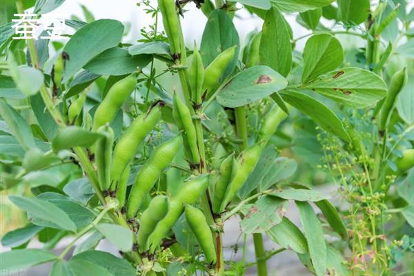 农作物分类，主要分为谷类、薯类、食用豆类等5个大类