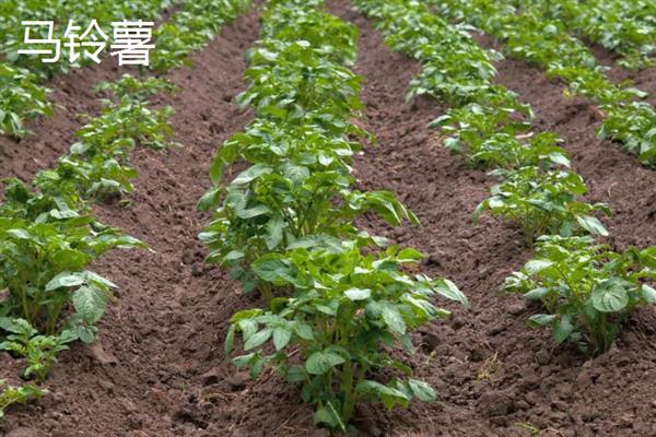 农作物分类，主要分为谷类、薯类、食用豆类等5个大类