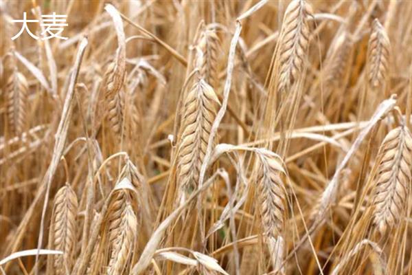 农作物分类，主要分为谷类、薯类、食用豆类等5个大类