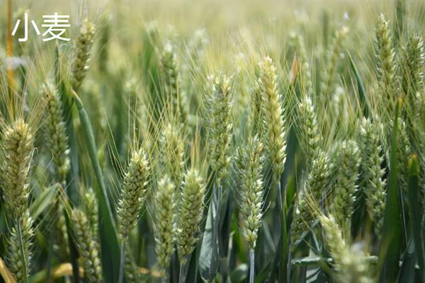 农作物分类，主要分为谷类、薯类、食用豆类等5个大类
