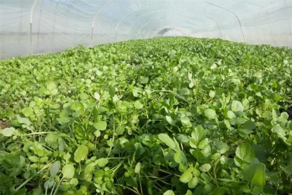 豆瓣菜的生长习性，生长适温15-25℃