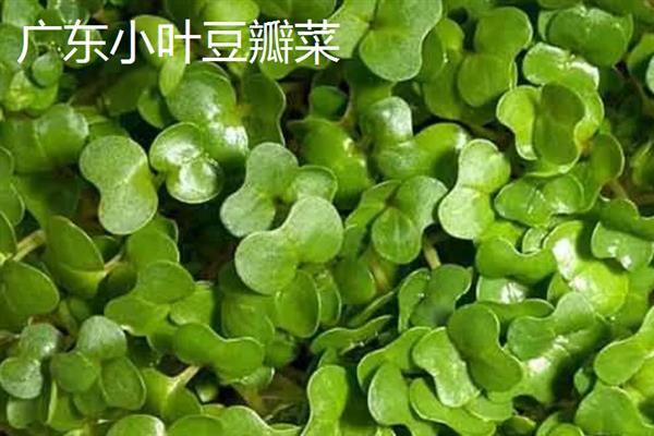 豆瓣菜的生长习性，生长适温15-25℃