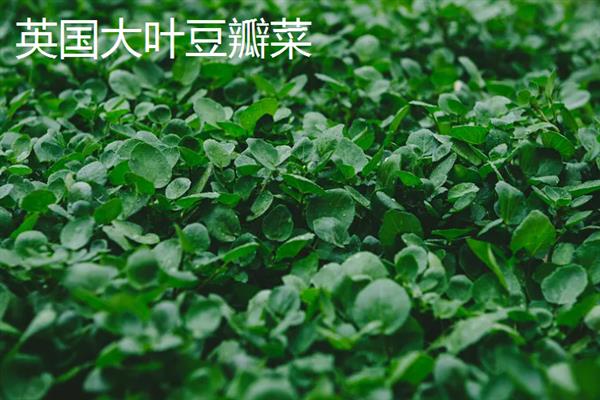 豆瓣菜的生长习性，生长适温15-25℃