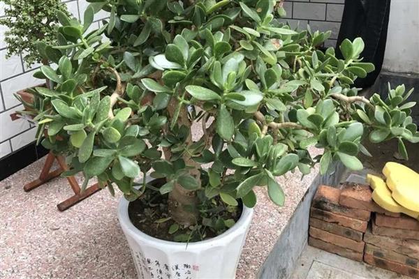 玉树会不会开花，合理养护也要10年左右才能开放