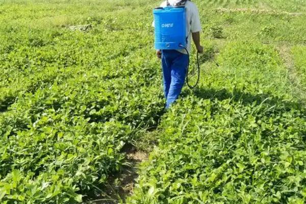 花生什么时候种植，通常在2-3月中期