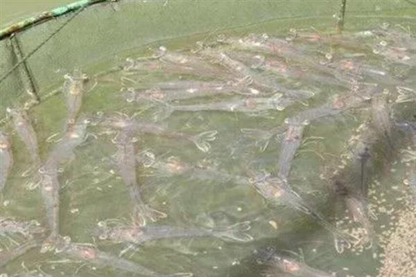 对虾怎么养殖，通过减少投喂等方式调节水质