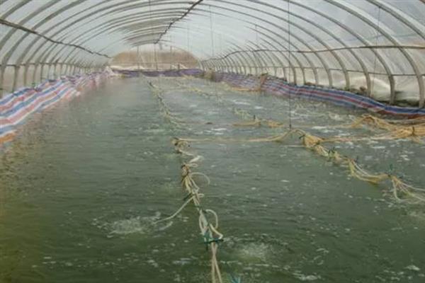 对虾怎么养殖，通过减少投喂等方式调节水质