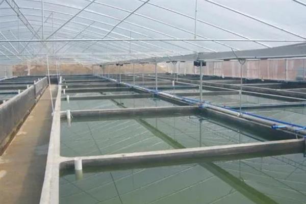 对虾怎么养殖，通过减少投喂等方式调节水质