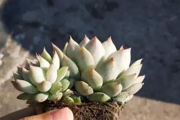 多肉叶片干瘪发软薄的原因，是为了适应生长