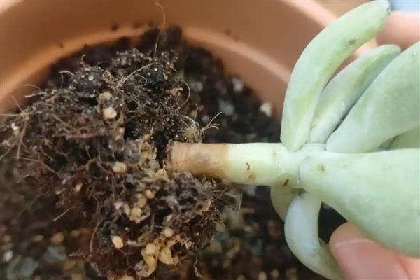 多肉叶片干瘪发软薄的原因，是为了适应生长