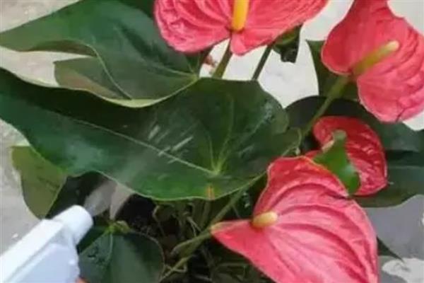 红掌花发黑的原因及防治方法，可能是水分不足或肥害所致