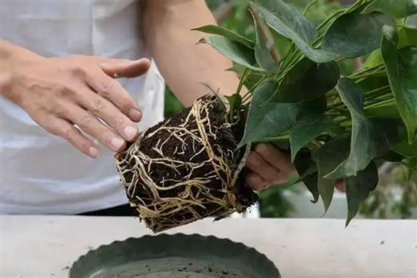 红掌花发黑的原因及防治方法，可能是水分不足或肥害所致