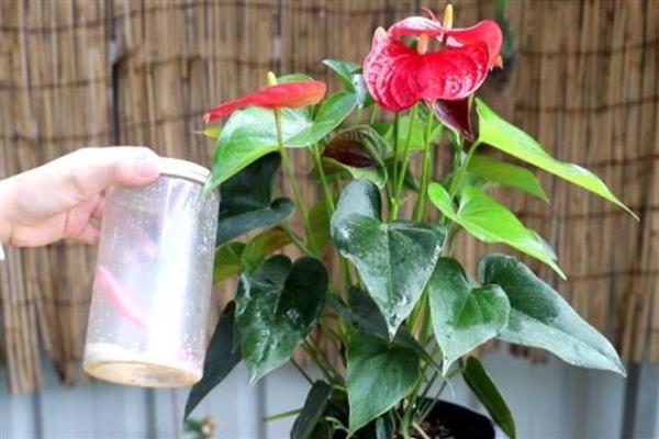 红掌花发黑的原因及防治方法，可能是水分不足或肥害所致
