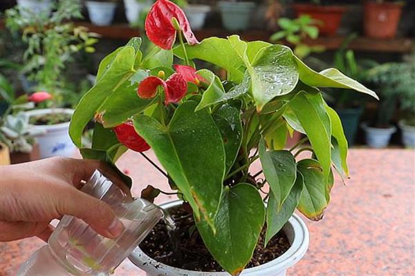 红掌花发黑的原因及防治方法，可能是水分不足或肥害所致