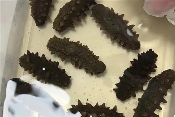 怎么泡海参，要准备好干净无油的容器