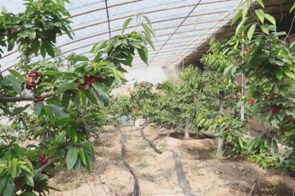车厘子怎么种植，可以在秋末冬初进行种植