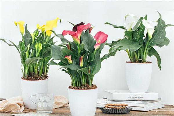 彩色马蹄莲可以养多久，一般能养殖3-4年左右