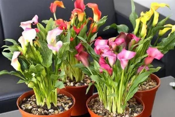 彩色马蹄莲可以养多久，一般能养殖3-4年左右