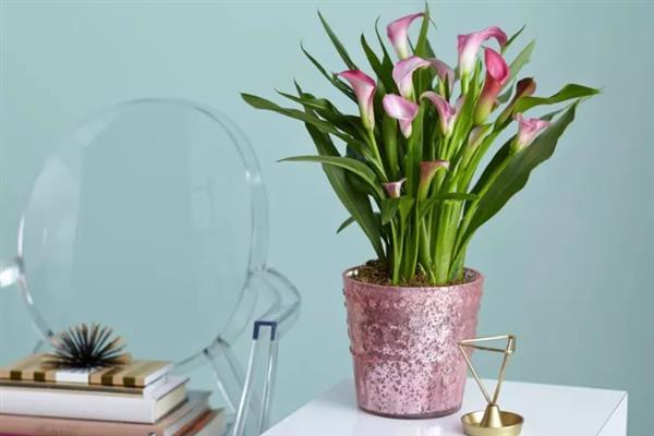 彩色马蹄莲可以养多久，一般能养殖3-4年左右