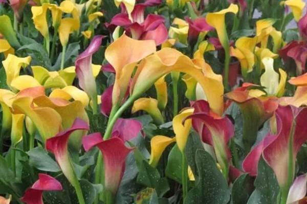 彩色马蹄莲可以养多久，一般能养殖3-4年左右