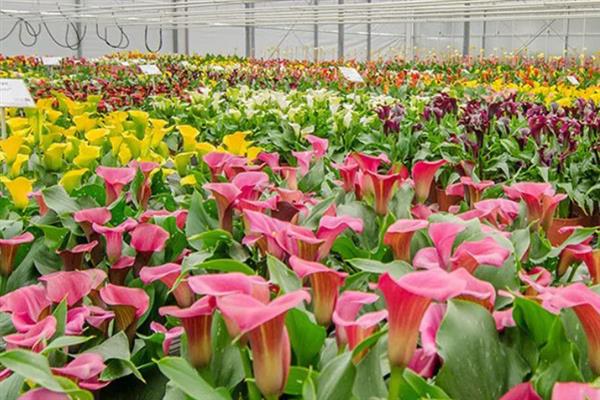 彩色马蹄莲可以养多久，一般能养殖3-4年左右