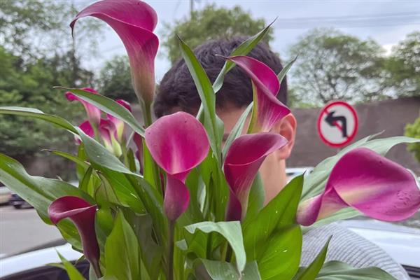 彩色马蹄莲可以养多久，一般能养殖3-4年左右