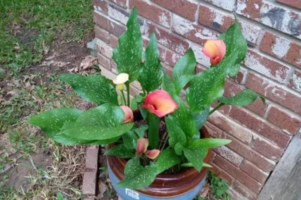 彩色马蹄莲可以养多久，一般能养殖3-4年左右