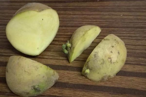 土豆的产量不高如何解决，盛花期要追施钾肥