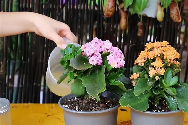 长寿花的养殖方法，生长期每隔2到3天浇一次水