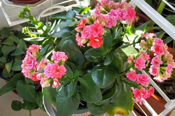长寿花的养殖方法，生长期每隔2到3天浇一次水