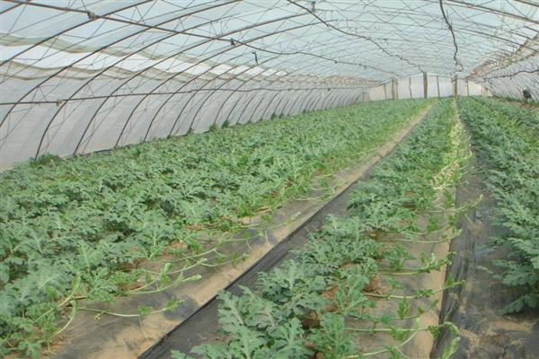 西瓜苗期用哪种叶面肥，可以用0.3%的尿素溶液
