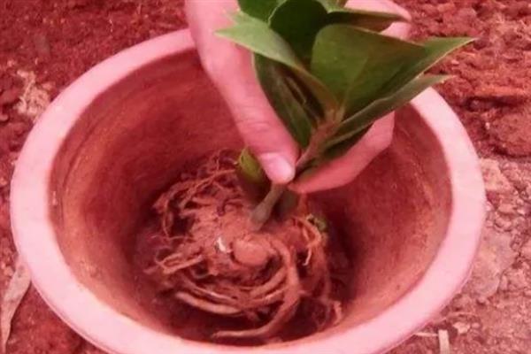 让金钱树长侧芽的方法，生长期间要定期追施液肥