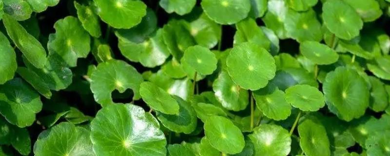 铜钱草的养殖条件，最佳生长温度为10-25℃