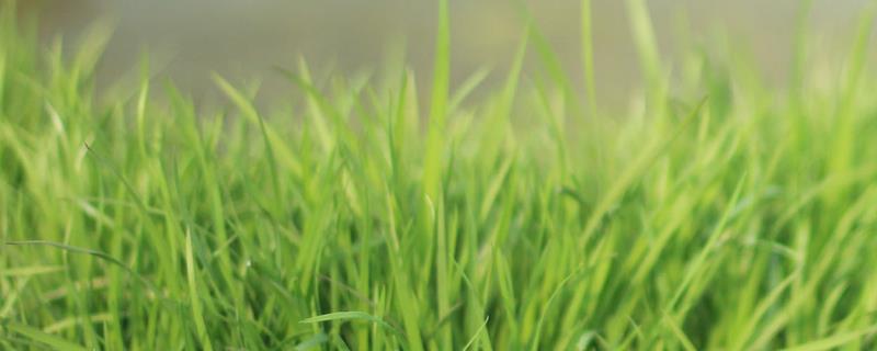 青草的气味从何而来，受到伤害时会产生特殊分子