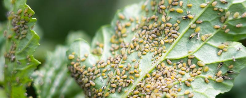 花卉出现蚜虫怎么办，用风油精兑水喷洒防效可达到95％以上