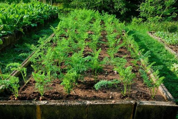 胡萝卜的亩产量，一般能达到1万斤左右