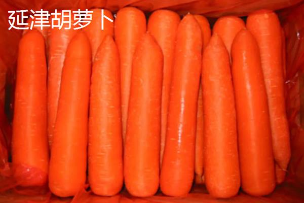 胡萝卜的亩产量，一般能达到1万斤左右