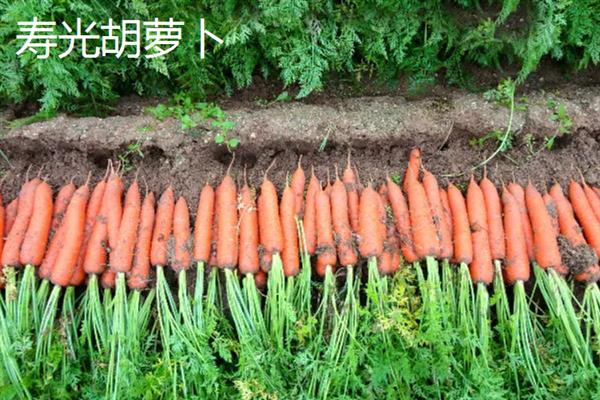 胡萝卜的亩产量，一般能达到1万斤左右