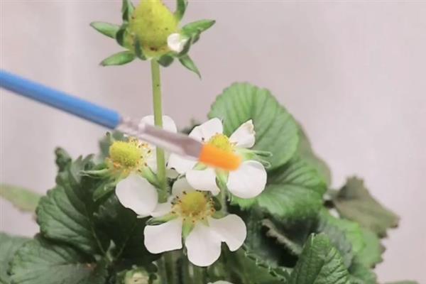 哪些因素会影响草莓膨大，主要有种子、温度、光照等5个原因