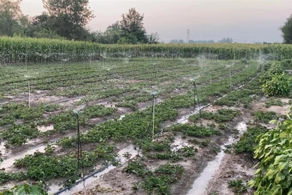 哪些因素会影响草莓膨大，主要有种子、温度、光照等5个原因