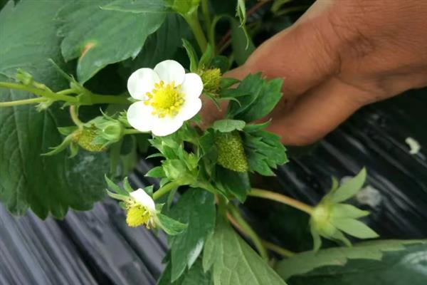 哪些因素会影响草莓膨大，主要有种子、温度、光照等5个原因