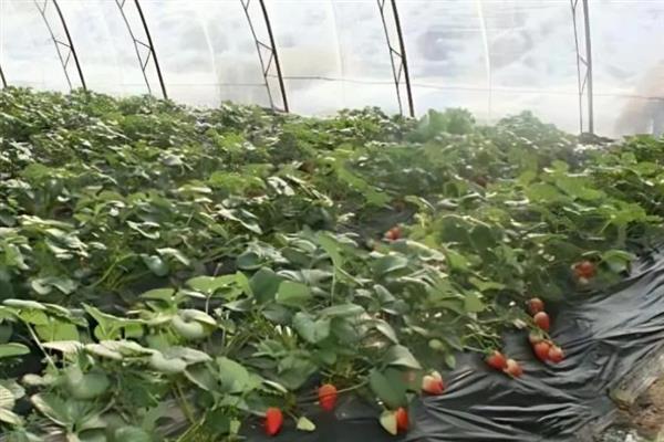 哪些因素会影响草莓膨大，主要有种子、温度、光照等5个原因