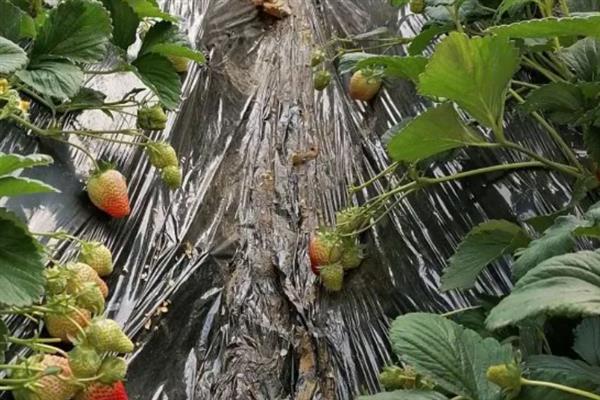 哪些因素会影响草莓膨大，主要有种子、温度、光照等5个原因
