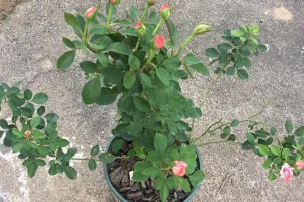 月季不开花如何解决，旁枝过于茂盛时要剪除