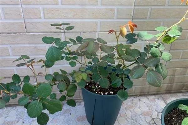 月季不开花如何解决，旁枝过于茂盛时要剪除