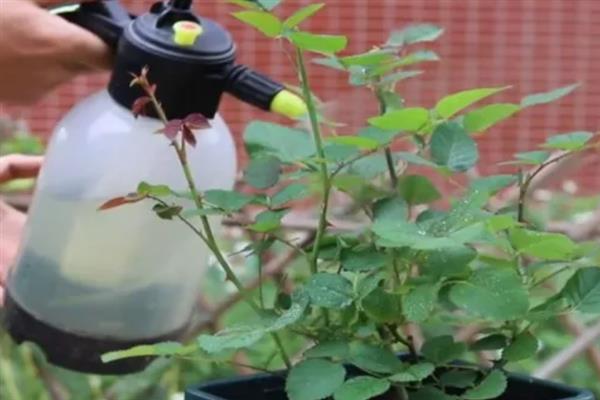 月季不开花如何解决，旁枝过于茂盛时要剪除