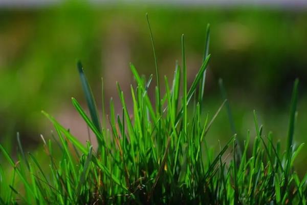 青草的气味从何而来，受到伤害时会产生特殊分子
