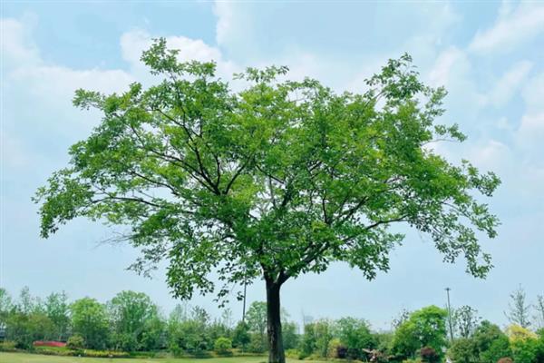 青草的气味从何而来，受到伤害时会产生特殊分子