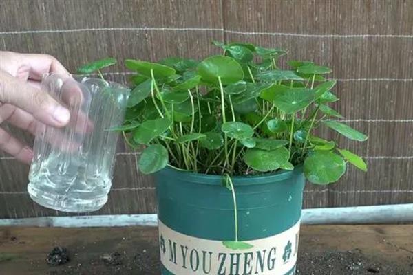 铜钱草的养殖条件，最佳生长温度为10-25℃